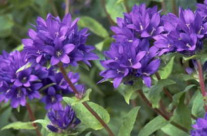 Campanula glomerata is a stunning and compact perennial herbaceous plant.